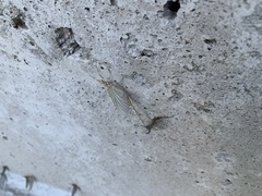 Hexagenia