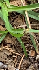 Toxomerus marginatus