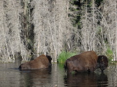 Bison bison athabascae