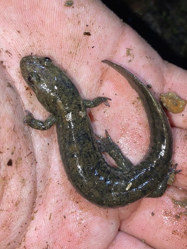 Blue Ridge Blackbelly Salamander