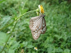 Parantica