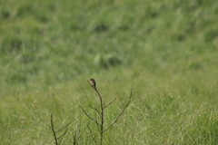 Xenospiza baileyi