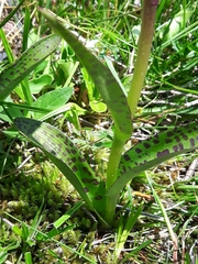 Dactylorhiza lapponica