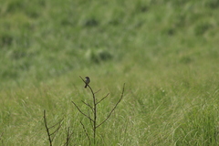 Xenospiza baileyi