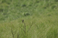 Xenospiza baileyi