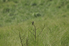 Xenospiza baileyi