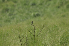 Xenospiza baileyi
