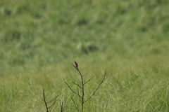 Xenospiza baileyi
