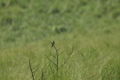 Xenospiza baileyi