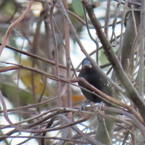 Thick-billed Seed Finch (Sporophila funerea), photo 7