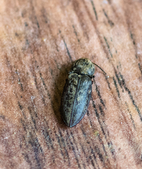 Prosternon tessellatum