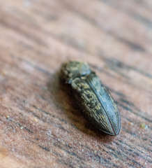 Prosternon tessellatum