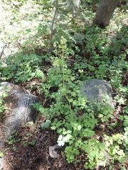 Thalictrum fendleri fendleri