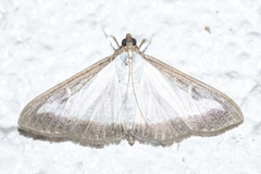 Cydalima perspectalis