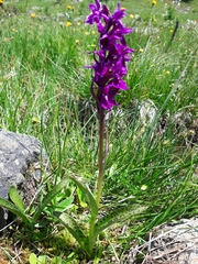 Dactylorhiza lapponica