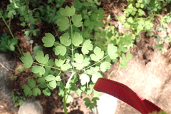 Thalictrum fendleri fendleri