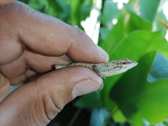 Anolis sericeus