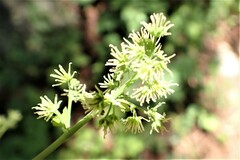 Thalictrum fendleri fendleri