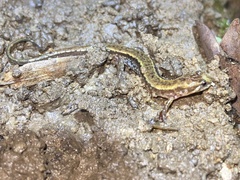Desmognathus orestes