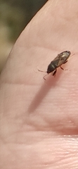 Megalonotus sabulicola