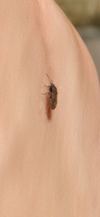 Megalonotus sabulicola