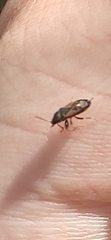 Megalonotus sabulicola