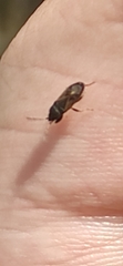 Megalonotus sabulicola