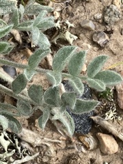 Astragalus purshii