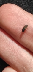 Megalonotus sabulicola