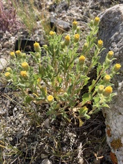 Xanthisma grindelioides