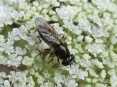 Eucartosyrphus