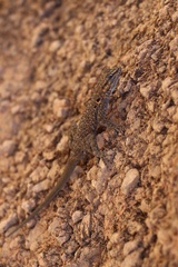 Quedenfeldtia moerens