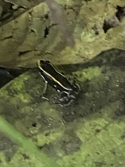 Phyllobates lugubris