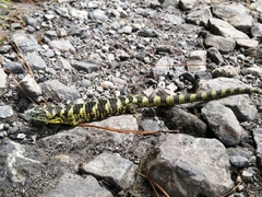 Abronia taeniata