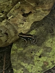 Phyllobates lugubris