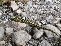 Abronia taeniata