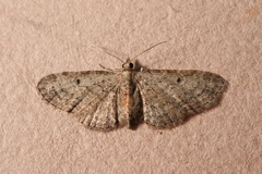 Eupithecia tenuiata