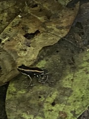 Phyllobates lugubris