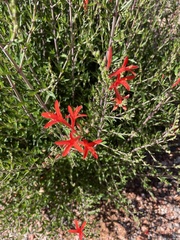 Anisacanthus