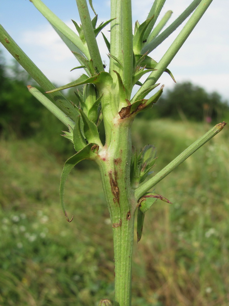 Timaspis cichorii