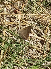 Lycaena phlaeas
