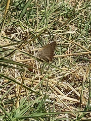 Lycaena phlaeas