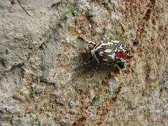 Arachnis dilecta