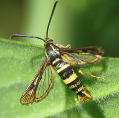 Synanthedon bibionipennis