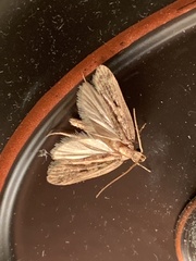 Aglossa disciferalis