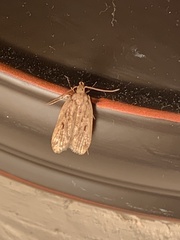 Aglossa disciferalis
