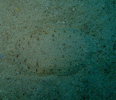 Pardachirus pavoninus