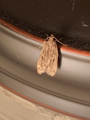 Aglossa disciferalis