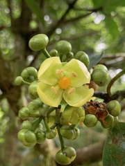 Garcinia multiflora