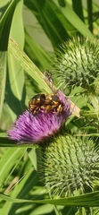 Anthidium florentinum